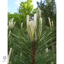 Feketefenyő megjelenése