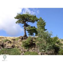 Feketefenyő megjelenése