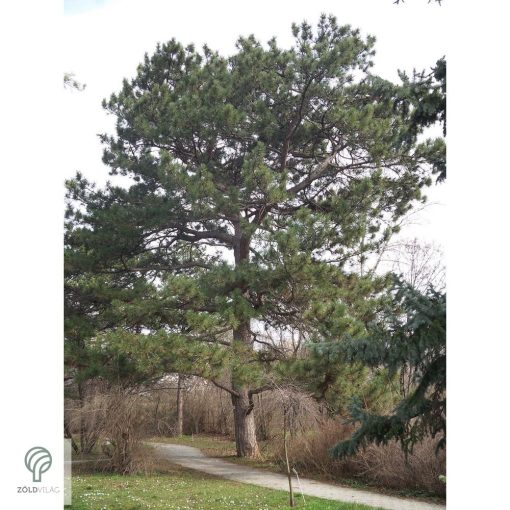 Feketefenyő megjelenése