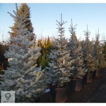 Edith ezüstfenyő konzénerek