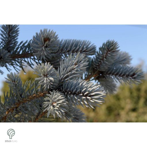 Edith ezüstfenyő konzénerek