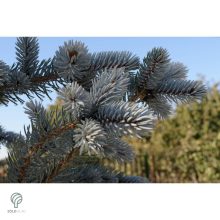 Edith ezüstfenyő konzénerek