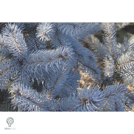 Edith ezüstfenyő konzénerek