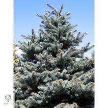 Glauca ezüstfenyő habitus
