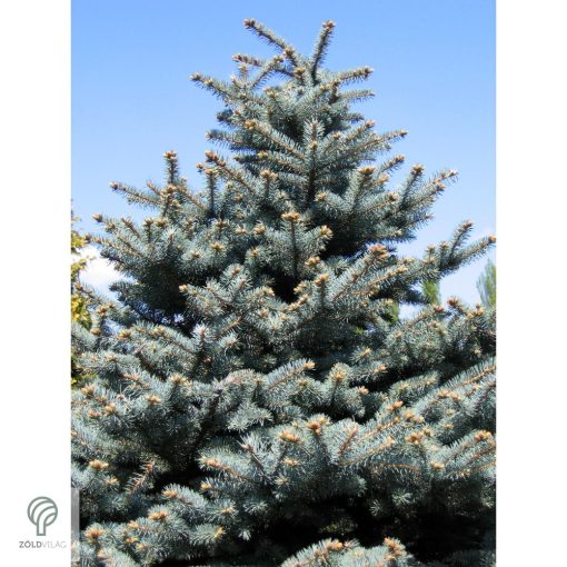 Glauca ezüstfenyő habitus