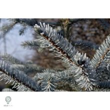Glauca ezüstfenyő habitus