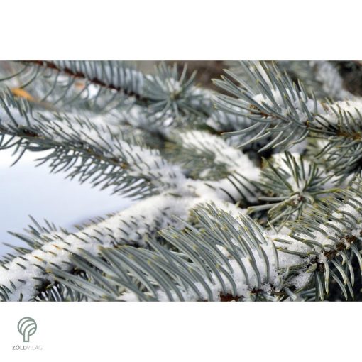 Glauca ezüstfenyő habitus