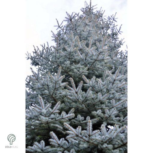 Glauca ezüstfenyő habitus