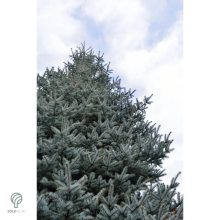 Glauca ezüstfenyő habitus
