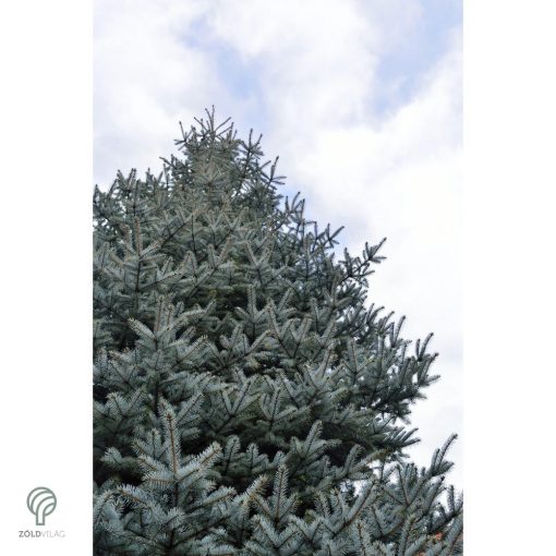Glauca ezüstfenyő habitus