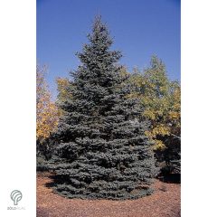 Hoopsii ezüstfenyő megjelenése