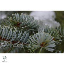 Hoopsii ezüstfenyő megjelenése