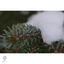Hoopsii ezüstfenyő megjelenése