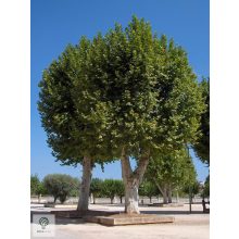 Gömb platán / Platanus x acerifolia 'Alphens's Globe' 