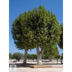   Gömb platán / Platanus x acerifolia 'Alphens's Globe' 