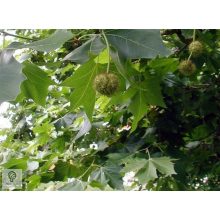 Gömb platán / Platanus x acerifolia 'Alphens's Globe' 