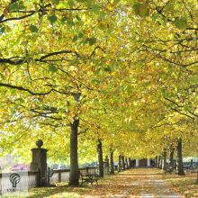 Gömb platán / Platanus x acerifolia 'Alphens's Globe' 