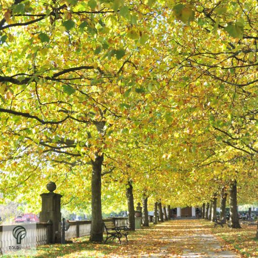 Gömb platán / Platanus x acerifolia 'Alphens's Globe' 