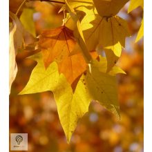 Gömb platán / Platanus x acerifolia 'Alphens's Globe' 