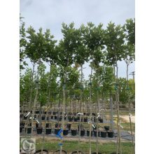 Gömb platán / Platanus x acerifolia 'Alphens's Globe' 