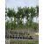   Gömb platán / Platanus x acerifolia 'Alphens's Globe' 