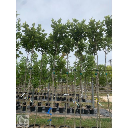 Gömb platán / Platanus x acerifolia 'Alphens's Globe' 