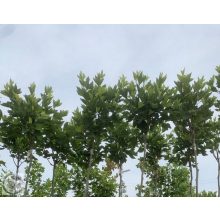 Gömb platán / Platanus x acerifolia 'Alphens's Globe' 
