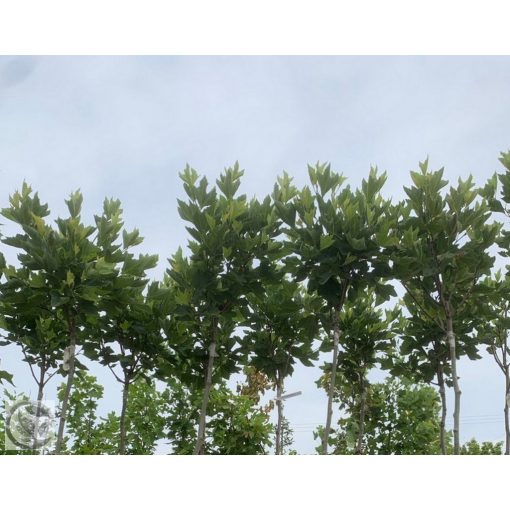 Gömb platán / Platanus x acerifolia 'Alphens's Globe' 