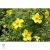 Cserjés pimpó / Potentilla fruticosa Sp. 