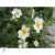 Cserjés pimpó / Potentilla fruticosa Sp. 