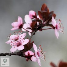 Vérszilva virágzás