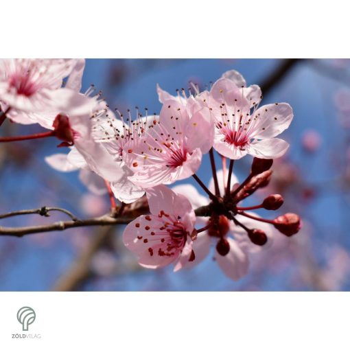 Vérszilva virágzás