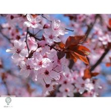 Vérszilva virágzás