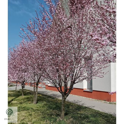 Vérszilva virágzás