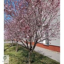 Vérszilva virágzás