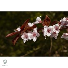 Vérszilva virágzás