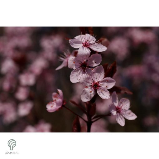 Vérszilva virágzás