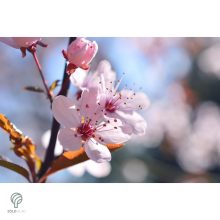 Vérszilva virágzás