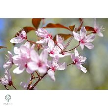 Vérszilva virágzás