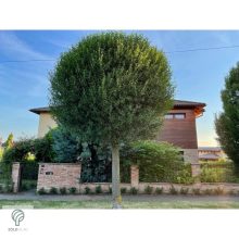 Gömbkoronájú csepleszmeggy utcán