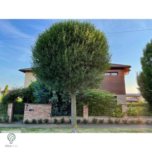 Gömbkoronájú csepleszmeggy utcán