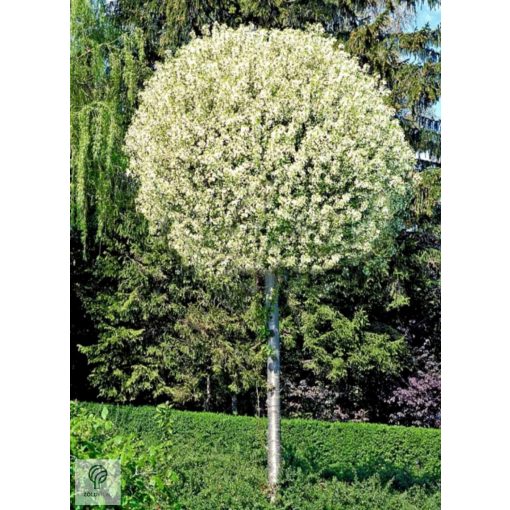 Gömbkoronájú csepleszmeggy tavasszal virágzik