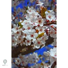 Gömbkoronájú csepleszmeggy virágzás