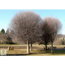 Gömbkoronájú csepleszmeggy lombhullás után