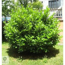 Babérmeggy habitus szoliter kiültetésben