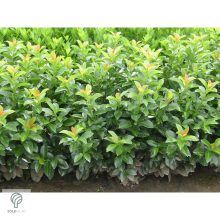 Baumgartner babérmeggy konténerben