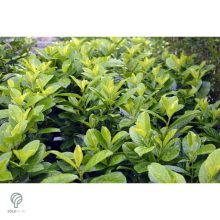 Baumgartner babérmeggy konténerben