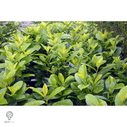 Baumgartner babérmeggy konténerben