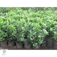 Baumgartner babérmeggy konténerben