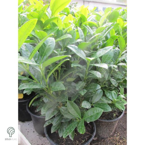 Baumgartner babérmeggy konténerben